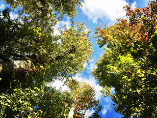 a break in the trees 