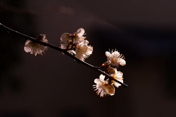 早朝の岡本梅林公園の梅の花。朝日に照らされて