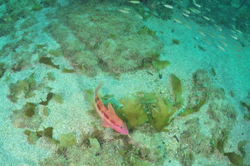 Colourful goat fish Upeneichthys lineatus checking bottom of coarse sand with its barbels. Location: Leigh New Zealand