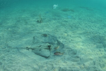 New Zealand eagle ray with goat fish in shallow water in evening light. Location: Leigh New Zealand