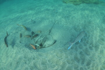 Goatfish feeding around New Zealand eagle ray in shallow water in evening light. Location: Leigh New Zealand