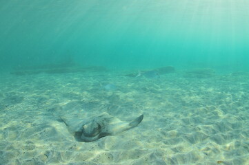 New Zealand eagle ray on sandy bottom in shallow water in evening light. Location: Leigh New Zealand