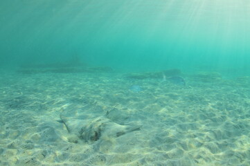 New Zealand eagle ray digging for food in shallow water in evening light. Location: Leigh New Zealand