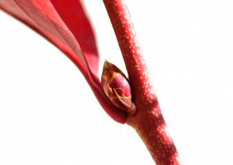 ブルーベリーの蕾と紅葉