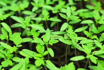 close up image of vegetable seedlings in the farm field