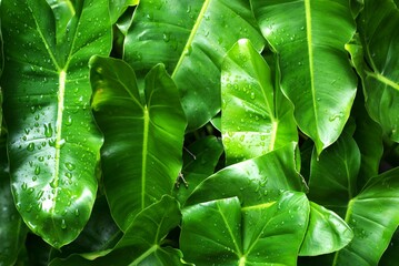 Fototapeta premium tropical green leaves texture background
