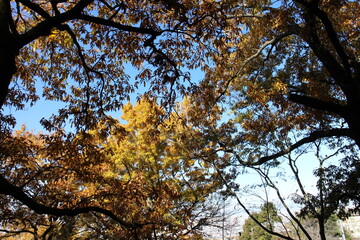 秋の風景　紅葉の木