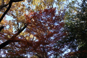 Fototapeta premium 秋の風景 紅葉の木 もみじ