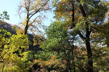 秋の風景　紅葉の木