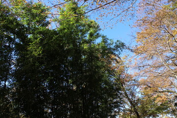 Fototapeta premium 秋の風景 紅葉の木