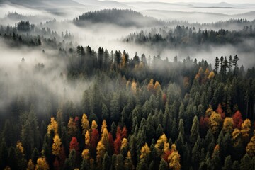 Breathtaking aerial shot of a majestic forest filled with a kaleidoscope of colorful trees - obrazy, fototapety, plakaty