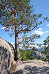 Fototapeta na wymiar Big old pine tree growing on rocky mountain top under blue sky on summer mountain view background