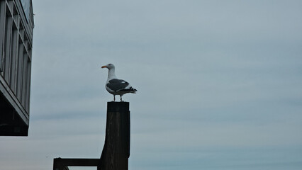 Obraz premium Seagull on pier 39. San Francisco.