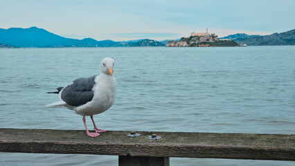 Seagull on pier 39. San Francisco.
