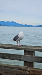 Seagull on pier 39. San Francisco.