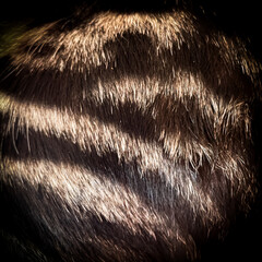 Cat fur texture background. Black and Ginger cat fur texture.