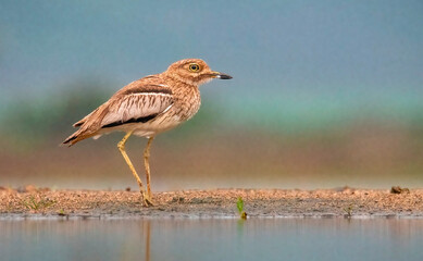Water thick-knee (Burhinus vermiculatus), lagoon hide, Zimanga Private Game Reserve.