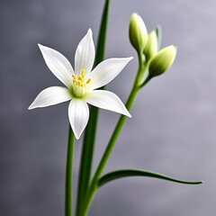 Fototapeta na wymiar white crocus flower