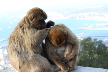 Barbary macaque in Gibraltar