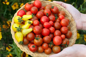 Gardener is holding a plate with red and yellow cherry tomatoes.