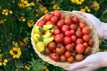 Gardener is holding a plate with red and yellow cherry tomatoes.