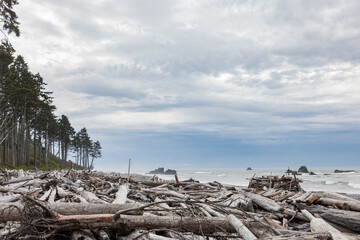 Driftwood on the beach