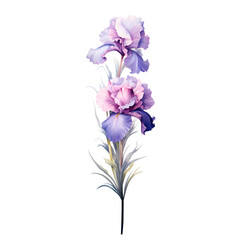 Birth Month Flowers February Iris  transparent background PNG