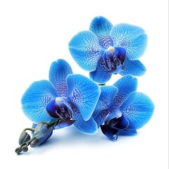 Blue flower orchid isolated by clipping path on white background, generative ai