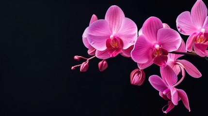 Fototapeta na wymiar orchid flowers against a dark background, generative ai