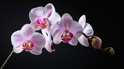 orchid flowers against a dark background, generative ai