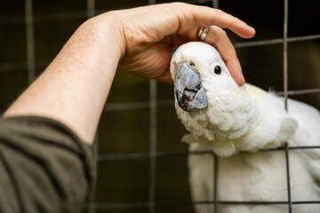 White cockatoo and corella perched in a gum tree in outback Australia. Native Australian birds in a...