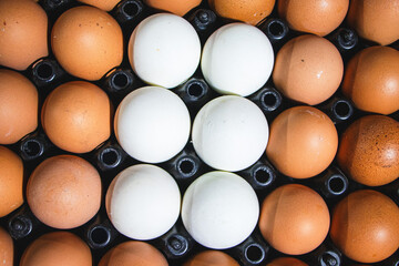 Brown-shelled egg panels with white centers, bright and beautiful.