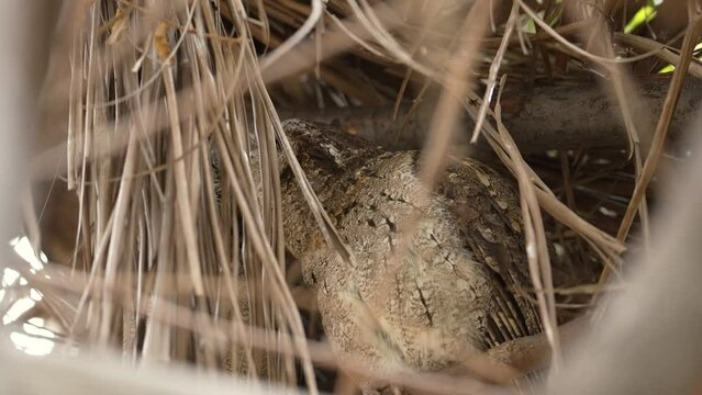 Collared scops owl, adult, and owlet on the nest, close-up and slow-motion