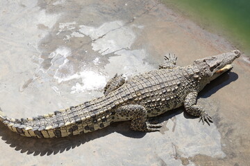 crocodile in the water