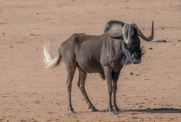 African antelope from the wildebeest genus, Namibia