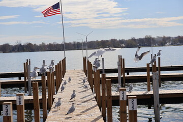 Wooden dock in the Marina over the lake in the winter. Taken over by seagulls. 
