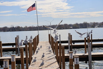 Wooden dock in the Marina over the lake in the winter. Taken over by seagulls. 
