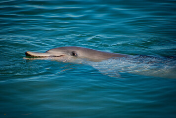 Australia, Monkey Mia in WA is a perfect spot to interact with wild Indo-Pacific bottlenose dolphins. They have been swimming close to shore each morning for over 40 years to get small amount of fish.