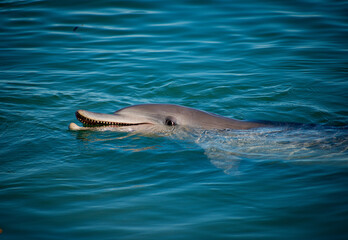 Australia, Monkey Mia in WA is a perfect spot to interact with wild Indo-Pacific bottlenose dolphins. They have been swimming close to shore each morning for over 40 years to get small amount of fish.