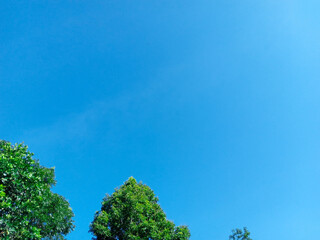 the beautiful view of the green leaves of the trees under the bright blue sky. the hot rays of the sun in the morning. garden with beautiful trees. clean and bright nature. Wallpaper nature. Frame
