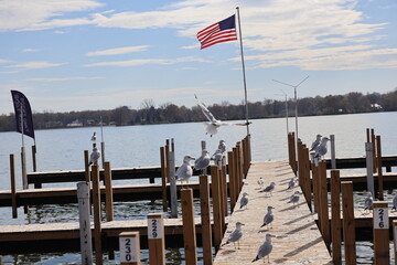 Wooden dock in the Marina over the lake in the winter. Taken over by seagulls. 
