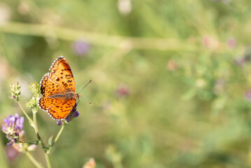 Orange butterfly Nymphalidae Melitaea in a spring meadow.