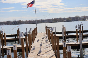 Wooden dock in the Marina over the lake in the winter. Taken over by seagulls. 
