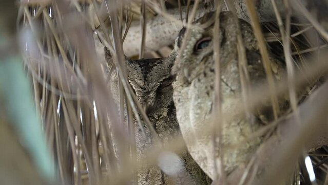 Collared scops owl, adult, and owlet on the nest, close-up and slow-motion