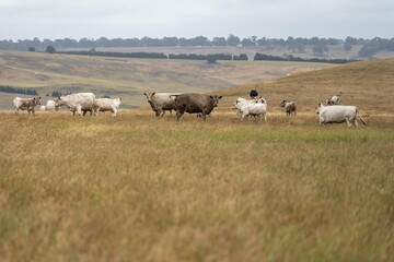  farm in outback Australia. Ranch worker herding cattle and cows in a field with a dog on a gravel road. Young farmer mustering livestock.