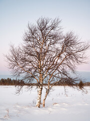 A lonely birch tree in a wintry landscape with moody sky in the background