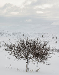 Downy birch at dusk on a winter evening with moody sky in the background
