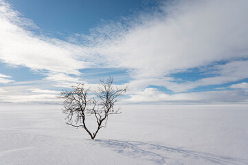 A lone birch tree in a wintry landscape in Lapland