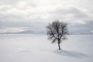 Fototapeta na wymiar A lone birch tree in a wintry landscape in Lapland