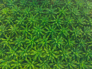 Aerial view oil palm plantation tree forest